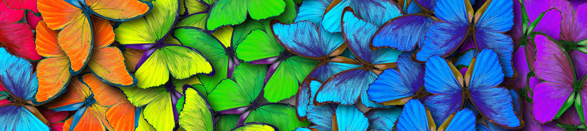 Rainbow of butterflies